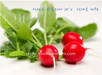 래디시 재배 직파 요령 솎아주기 토양 pH 맞추기_8