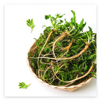 3월 제철 음식 냉이