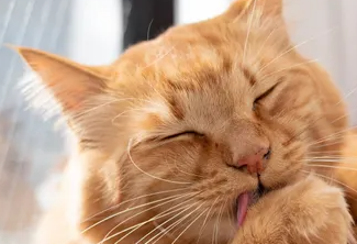 고양이 피부사상균증의 증상이나 대책