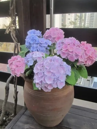 수국 키우는법 개화시기 삽목시기 가지치기 화분 물주기_19