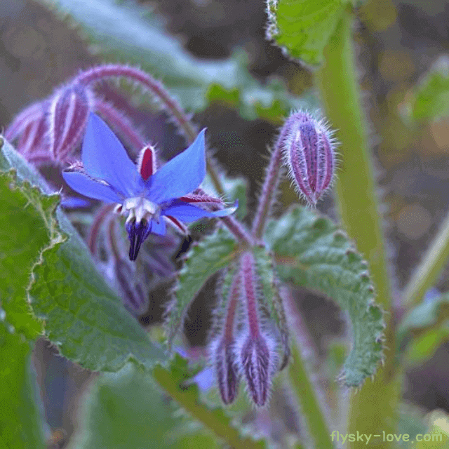 푸른빛의 보리지 꽃
