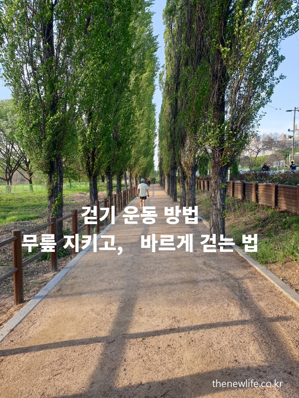 "Man walking on a tree-lined dirt path under morning sunlight – ideal walking exercise setting"-"햇살 가득한 흙길 산책로에서 가볍게 걷는 사람의 뒷모습 – 걷기 운동에 좋은 환경"