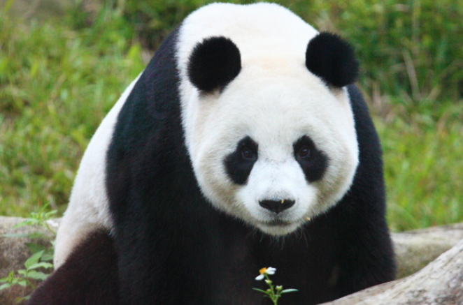 대만 판다_투안투안