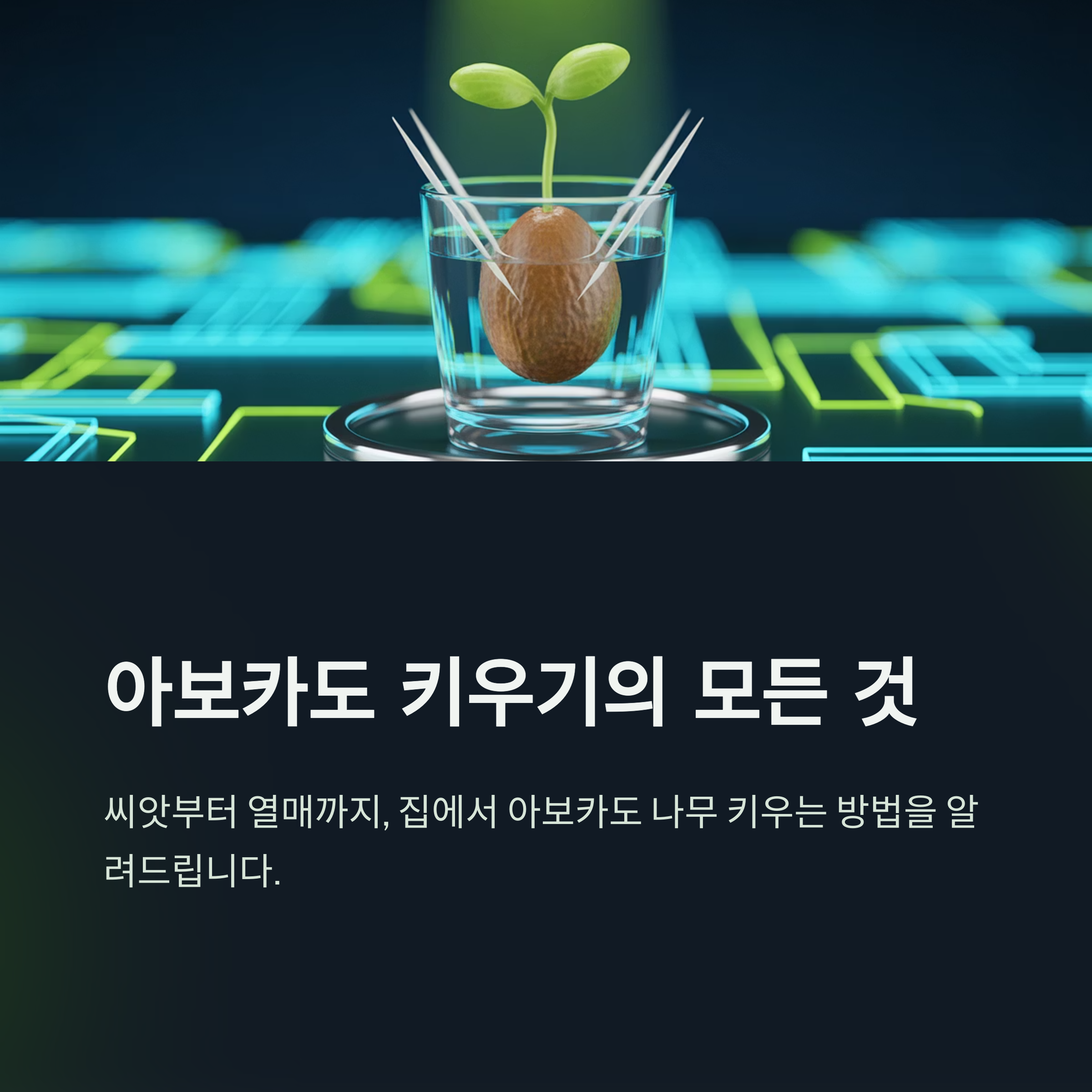 집에서 아보카도 키우는 전 과정