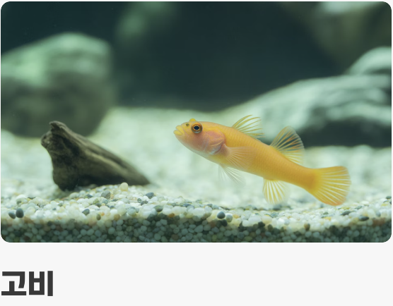 첫 만남&amp;#44; 튼튼한 입문 어종