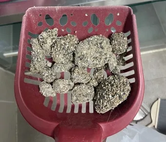 "고양이