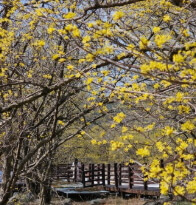 2025 구례 산수유꽃축제 