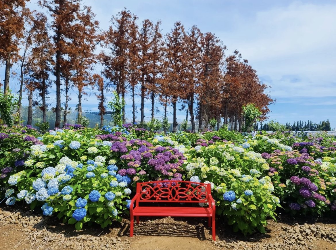 제주_답다리_수국밭