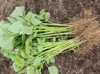 중부지방 들깨 파종시기 및 재배법 농사 팁 정리_9