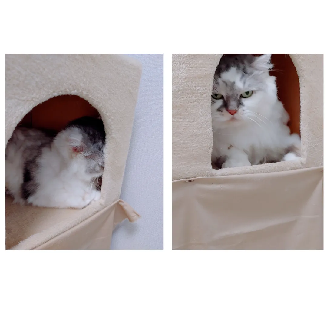 고양이