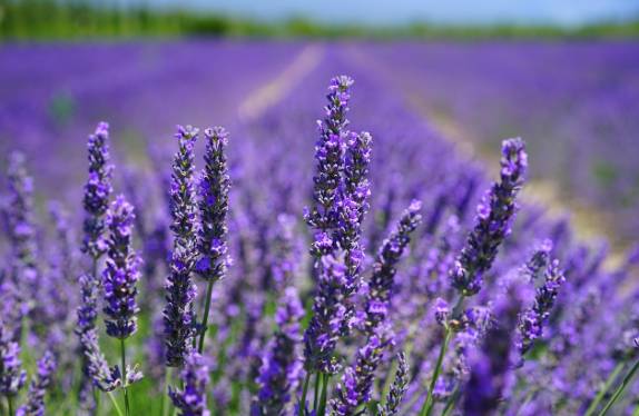 2025 무릉별유천지 라벤더 축제