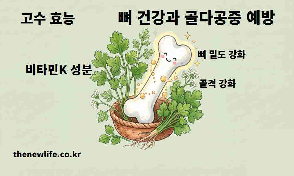 고수 효능 뼈 건강 골다공증 예방
