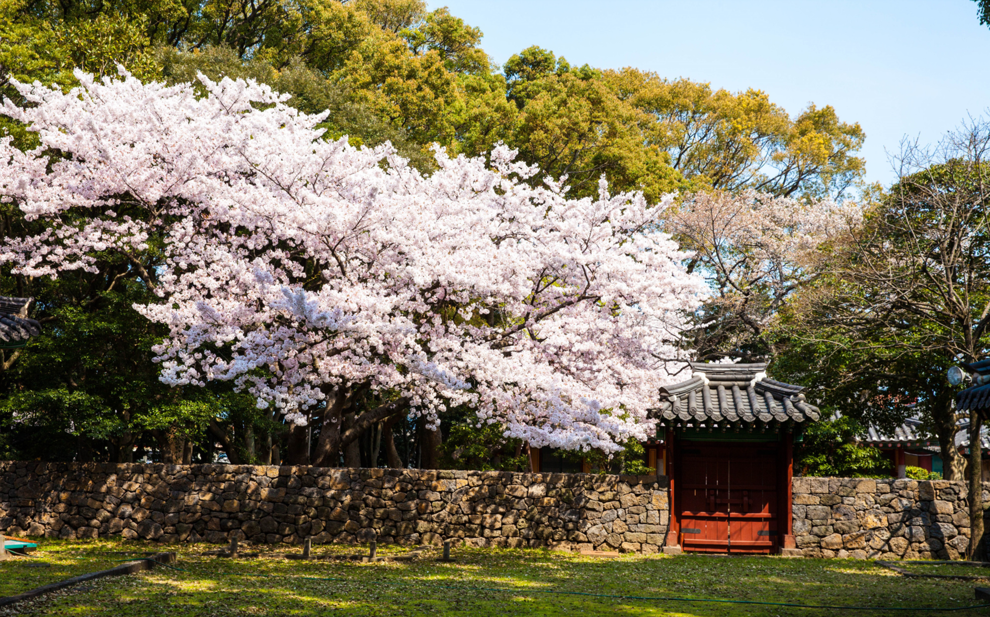 벚꽃 개화시기 2023