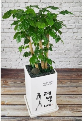 개업축하화분