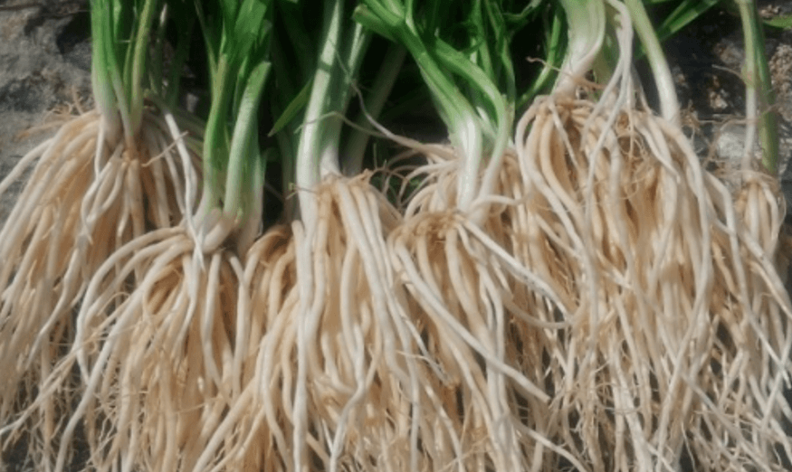 삼채 효능을 확인하기 위해 삼채 요리를 준비하는 모습