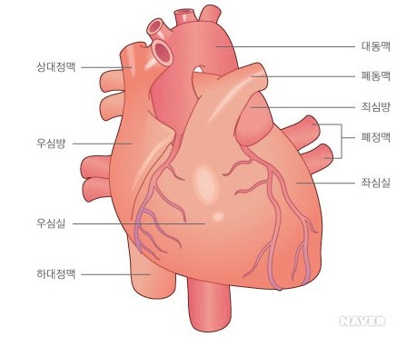 왼쪽가슴통증병원
