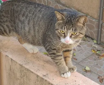 코리안숏헤어 코숏 고양이 종류 몸무게 고등어_7