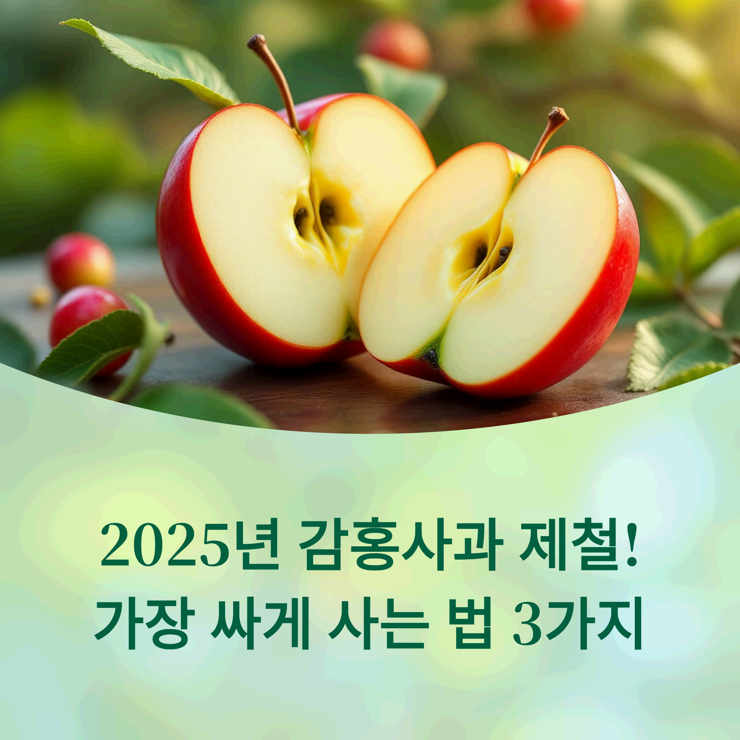 2025 문경 감홍사과를 반으로 자른 모습, 중앙에 꿀이 가득 차 있다