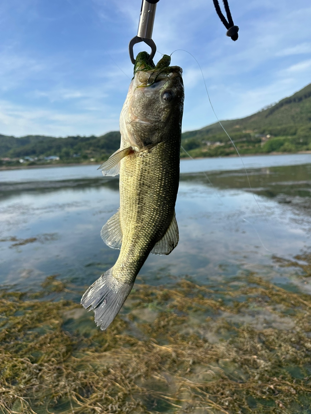 배스 사진