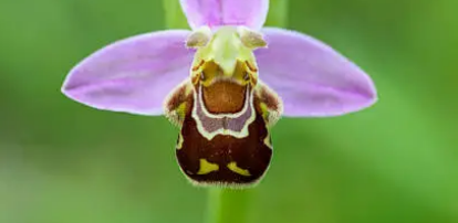 가장 독특한 모양을 가진 꽃