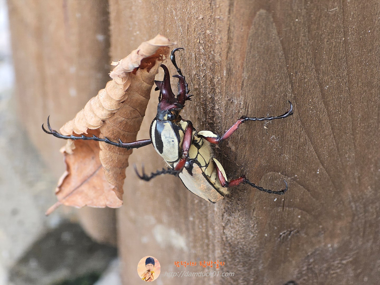 골리앗 꽃무지(?)