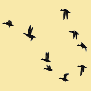 포천시 오폭 피해 주민 지원금 신청