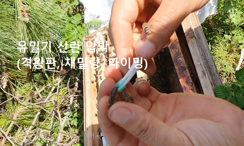 유밀기 산란 압박 (격왕판, 채밀량, 타이밍)