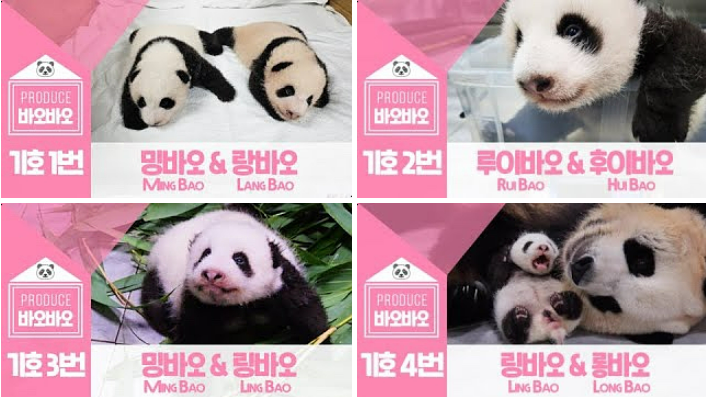 쌍둥이 판다 이름짓기 이벤트