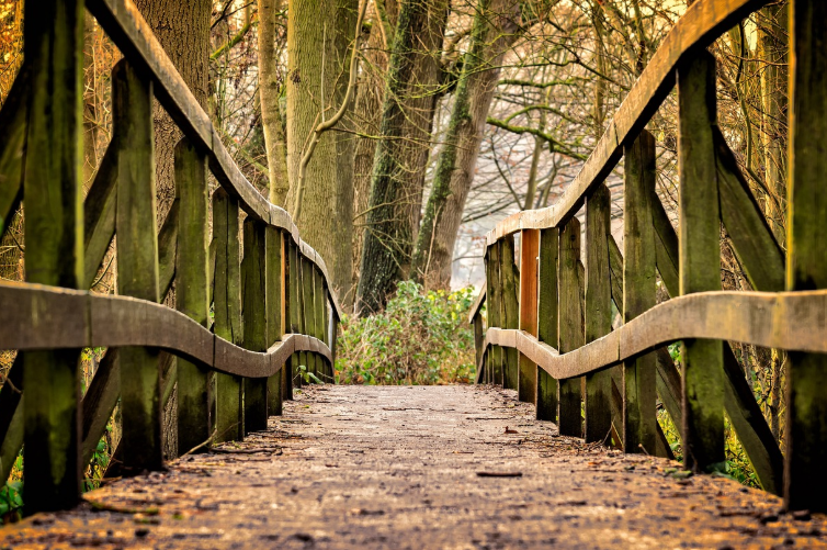 남산 순환로 보행데크 개방 (남산 보행길, 자연 산책, 도심 힐링)