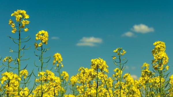 3월 봄꽃 축제 하는곳 봄꽃 여행지