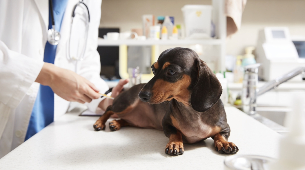 반려동물 의료비 지원