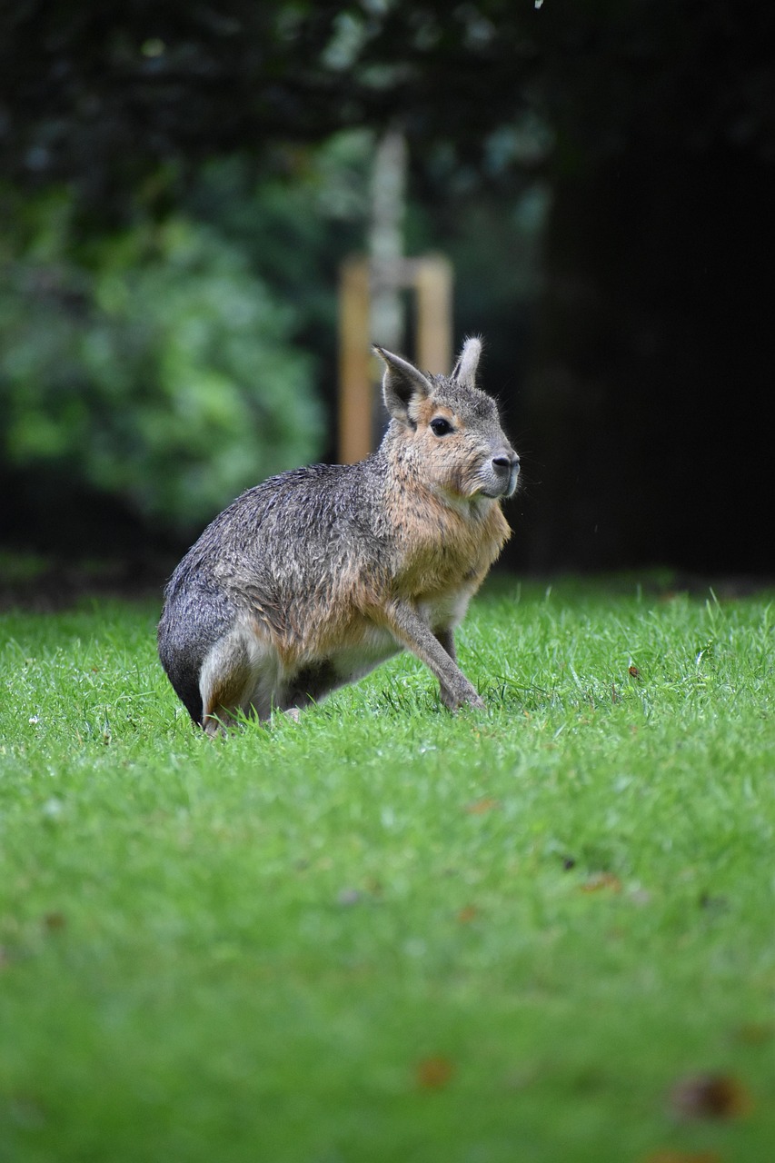 초원 위를 날렵하게 뛰어오르는 파타고니아 마라의 모습