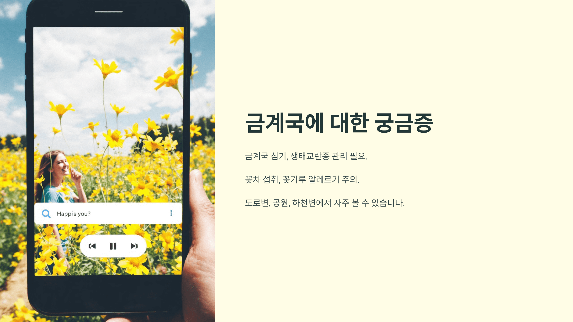 금계국 사진입니다.