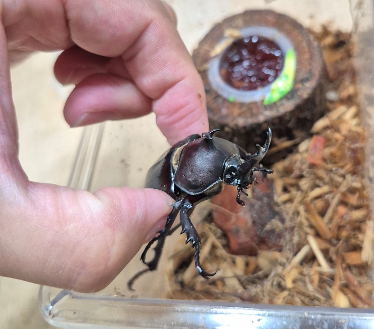 애완곤충 장수풍뎅이