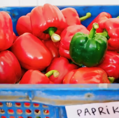 파프리카 효능 부작용 고르는법 칼로리