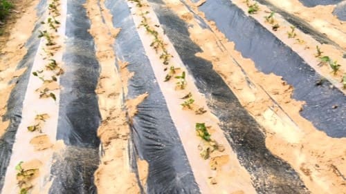 여름-고온기-황금고구마-모종-고사하는-포기-발생