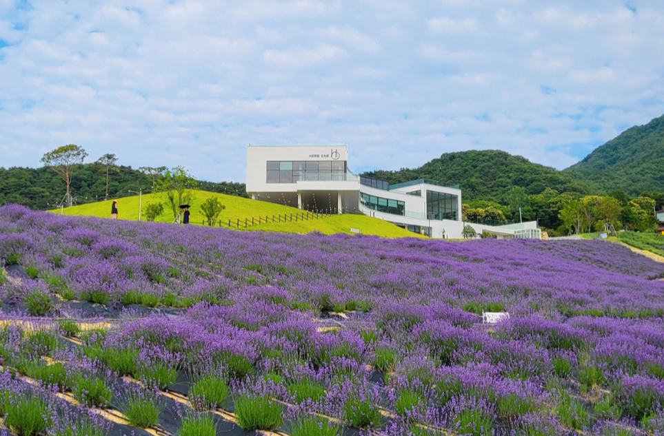 정읍 허브원 라벤더