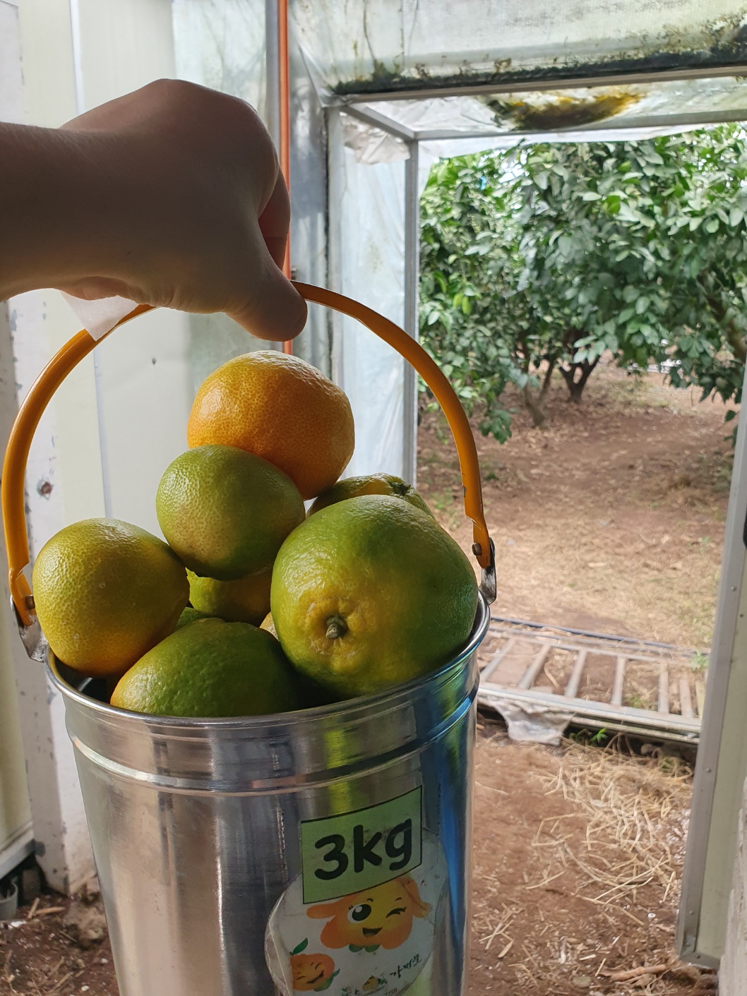 최남단 체험 감귤농장