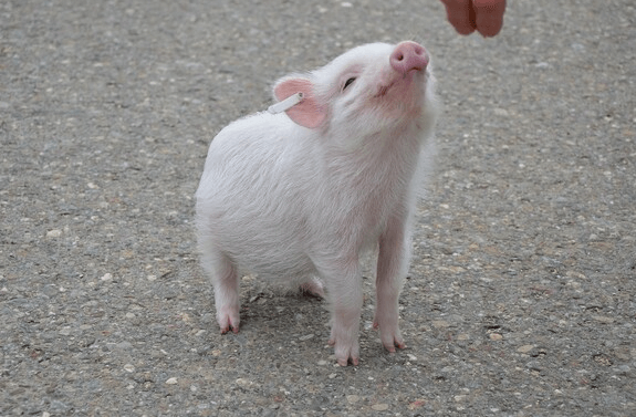 돼지띠 신년운세
