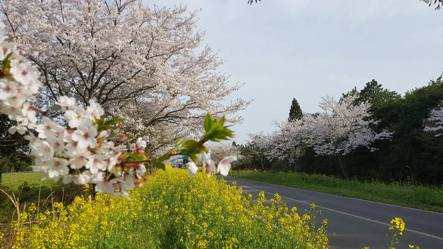 애견동반 드라이브 코스