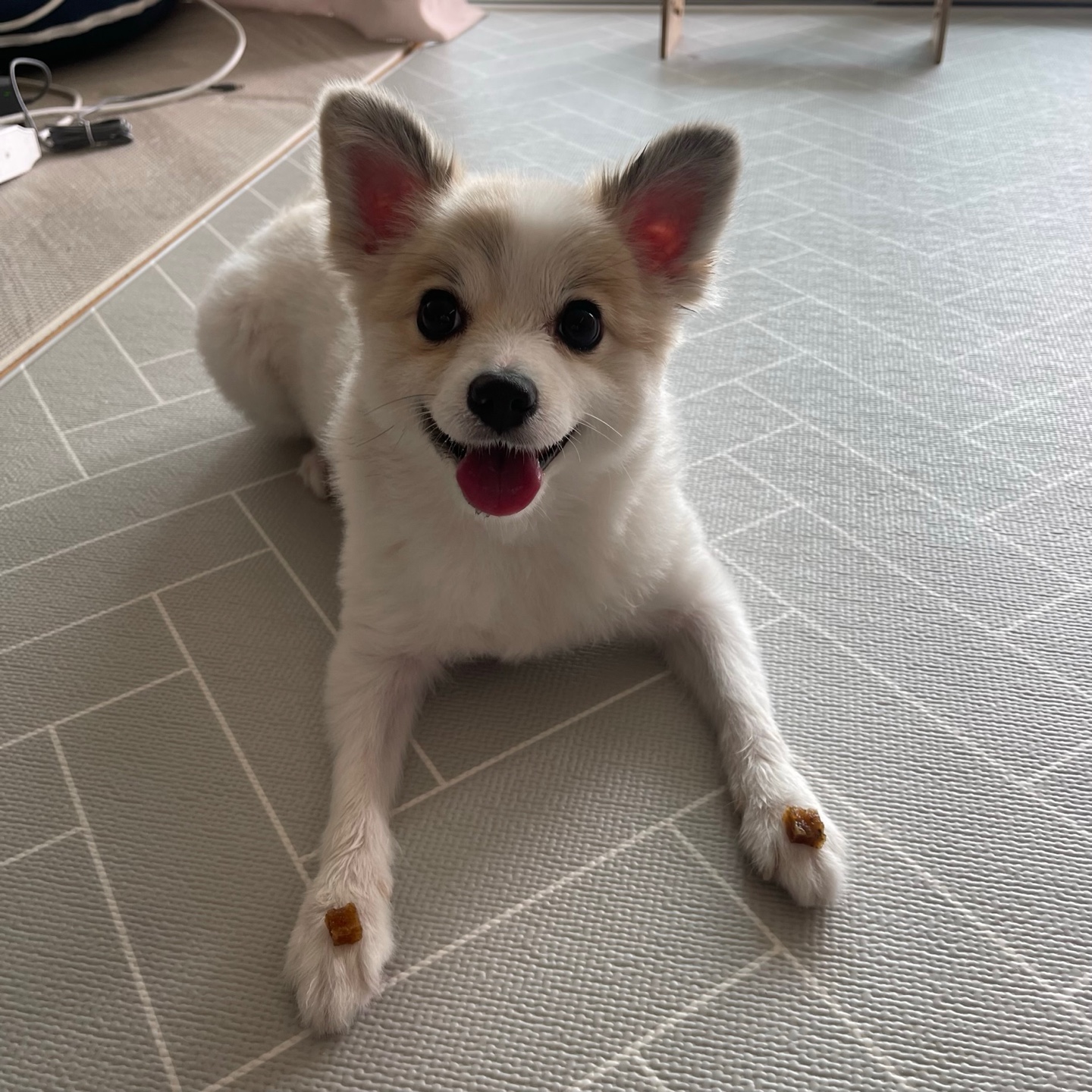 심바 사진