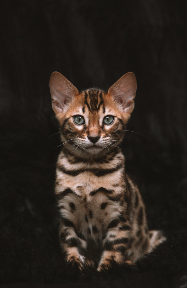 사막의 작은 사냥꾼, &lsquo;검은발고양이&rsquo; 가장 치명적이지만 가장 위태로운 존재