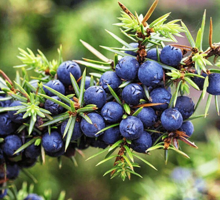 주니퍼베리 (Juniper Berry)