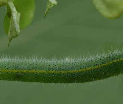 김장 배추 모종 심는 시기