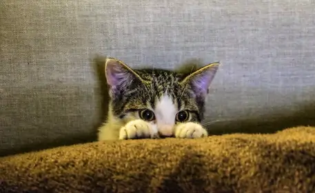 고양이 꿈해몽