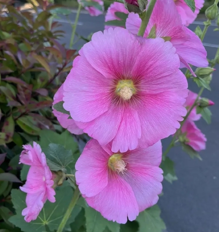 가을에 피는 꽃 종류 접시꽃