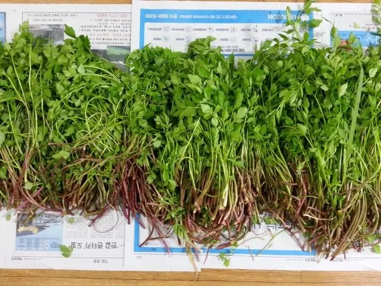 미나리 재배 수로 정비 그늘 재배 여름 관리_9