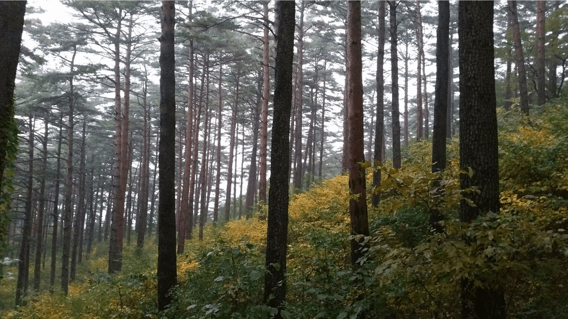 국립 대관령자연 휴양림