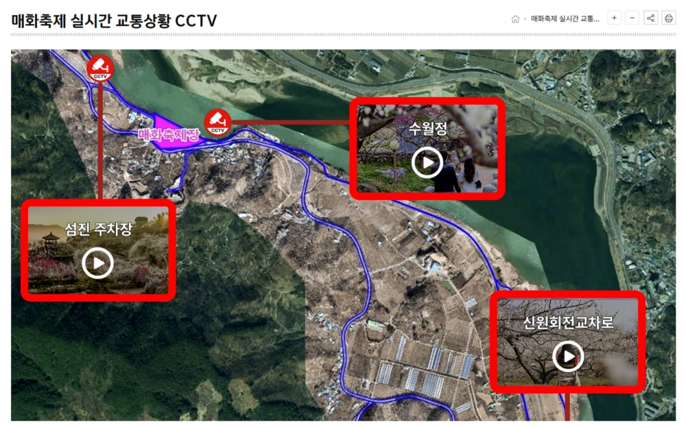 광양-매화축제-개화상황-실시간