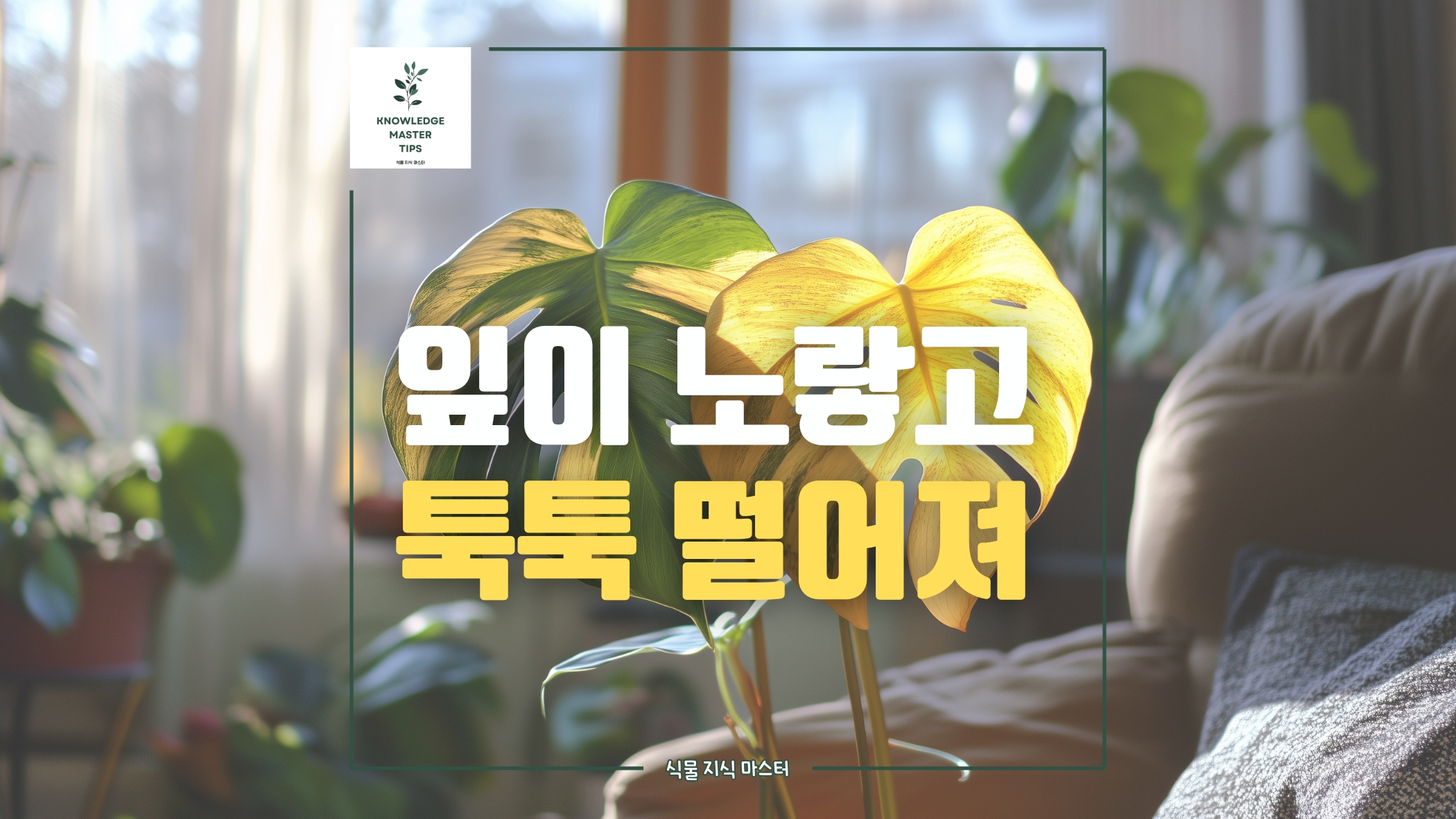잎이 노랗게 변하는 이유? 잎이 툭툭 떨어지고 줄기가 길어진다면?